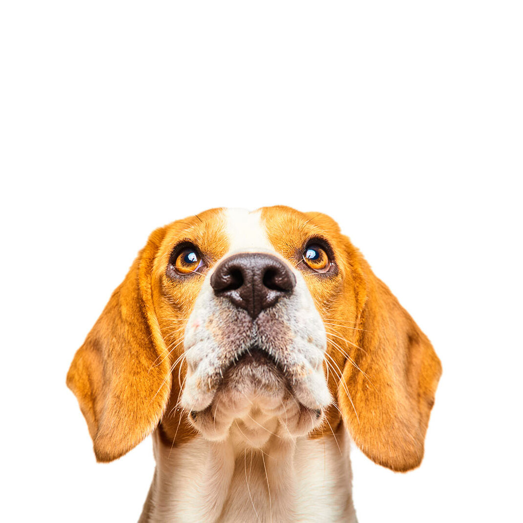 Close-up of Beagle dog, portrait, in front of white background.